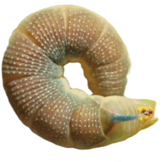 🤎 гусеница, насекомое, животное, личинка telegram sticker