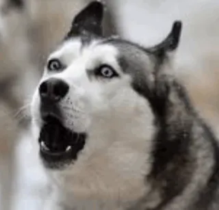 💧 dog, husky, animal, barking, pet whatsapp sticker