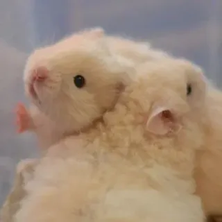 🫂 hamster, rongeur, animal de compagnie, mignon, animal, duveteux telegram sticker
