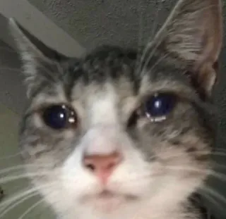 🙁 猫, 悲しい, 泣く, ペット, 動物, ミーム telegram sticker
