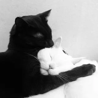 🌟 猫, 黑猫, 白猫, 爱, 动物, 可爱, 宠物 telegram sticker