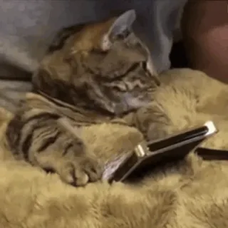 😐 cat, phone, cute, animal, technology telegram sticker