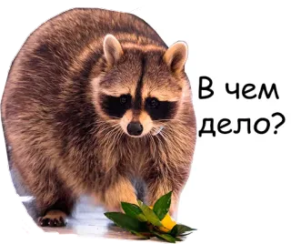 😕 В чем дело? guaxinim, animal, pergunta, fofo telegram sticker