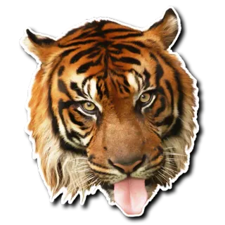 😛 tigre, animal, cara, lengua whatsapp sticker