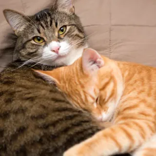 ❤️ Katze, Katzen, schlafend, Freunde, Haustier, Tiere, häuslich telegram sticker