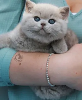 🤔 Katze, Kätzchen, süß, Haustier, Tier, Britisch Kurzhaar telegram sticker