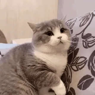 🐱 cat, animal, cute, pet, domestic animal, mammal whatsapp sticker