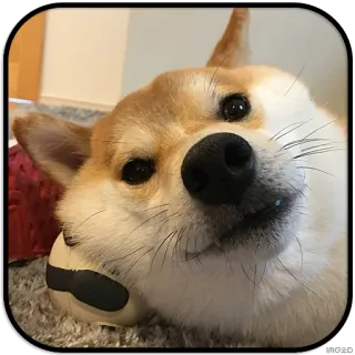 👀 dog, shiba inu, pet, animal telegram sticker