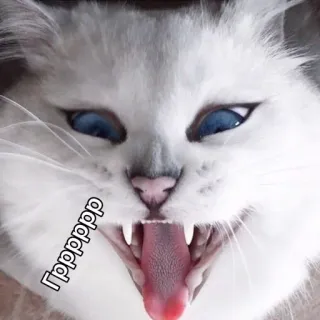 😡 Гррррр 猫, 威嚇, 動物, ペット, ネコ科, ロシア telegram sticker