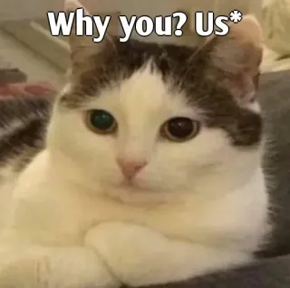 👀 Why you? Us* cat, meme, question, funny, pet, animal whatsapp sticker