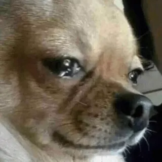 😢 chien, chihuahua, mème, drôle, triste, expression, animal telegram sticker
