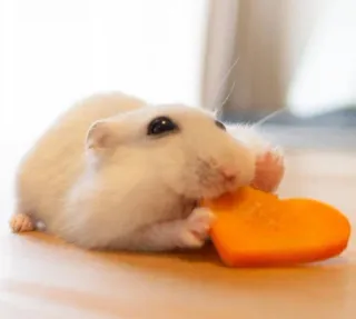 😋 hamster, cute, animal, rodent, pet, heart, food telegram sticker