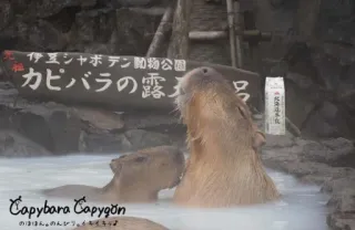 🤤 伊豆シャボテン動物公園
カピバラの露
Capybara Capygon
のほほん。のんかツ。イキイキッズ Capybara, Animal, Onsen, Sources chaudes, Bain whatsapp sticker