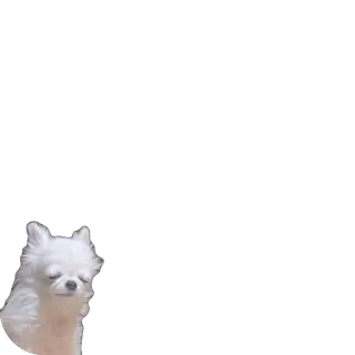 🫥 chihuahua, hond, huisdier, dier, witte hond, kleine hond, schattig telegram sticker