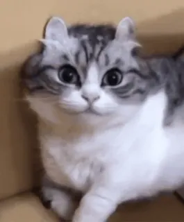 🙃 gato, fofo, gatinho, animal, animal de estimação, caixa, engraçado telegram sticker