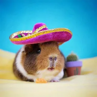 👨‍🌾 guinea pig, sombrero, cactus, animal, rodent, hat, cute telegram sticker