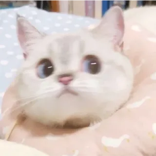 😁 Katze, süß, Tier, Haustier, Kätzchen, Säugetier, Haustier telegram sticker