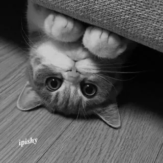 🕸 ipishy 猫, 小猫, 可爱, 动物, 宠物, 倒立 telegram sticker
