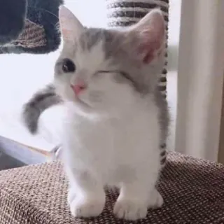 😌 Katze, Kätzchen, Tier, Haustier, süß, zwinkernd whatsapp sticker