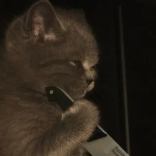 😵 猫, ナイフ, 動物, 飼い猫, 可愛い telegram sticker