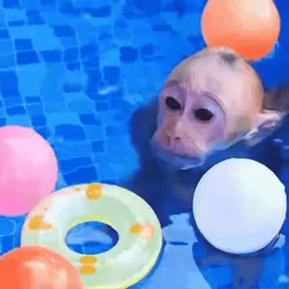 🌊 macaco, piscina, natação, animal, boia, bola, água telegram sticker