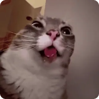🤱 Gato Internet Meme telegram sticker