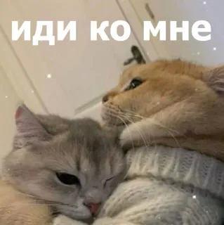 🥹 ИДИ КО МНЕ แมว, น่ารัก, ความรัก, ความรักใคร่, มิตรภาพ, สัตว์เลี้ยง, สัตว์ telegram sticker