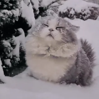 😺 mèo, mùa đông, tuyết, động vật, dễ thương, thú cưng, vật nuôi, mềm mại telegram sticker