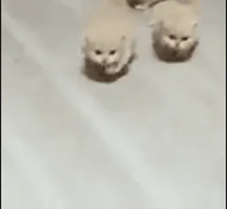 💀 고양이, 귀여운, 동물, 새끼 고양이 whatsapp sticker