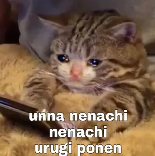 😂 unna nenachi
nenachi
urugi ponen gato, triste, meme, chorando, gatinho, emocional telegram sticker