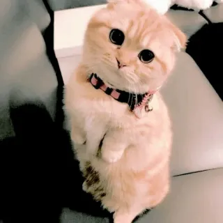 🥺 mèo, mèo con, dễ thương, động vật, thú cưng, nhà, scottish fold, động vật có vú telegram sticker