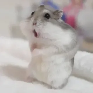 😲 hamster, animal, mignon, animal de compagnie, rongeur telegram sticker