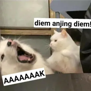 😂 diem anjing diem!
AAAAAAAK แมว, หมา, มีม, สัตว์, โกรธ telegram sticker