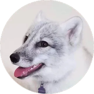 🦊 Fuchs, Tier, Haustier, Hund, süß, weiß, grau telegram sticker