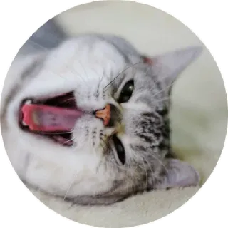🙂 chat, bâillement, animal, domestique telegram sticker
