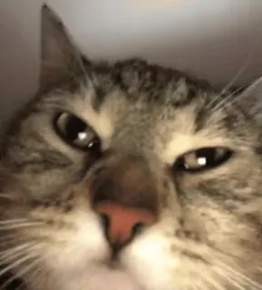😐 猫, 动物, 宠物, 表情包, 搞笑, 家畜 whatsapp sticker