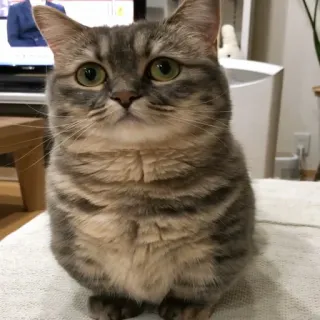 😑 gato, mascota, animal, gato doméstico, mamífero, felino whatsapp sticker