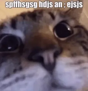 😼 spffhsgsg hdjs an ; ejsjs Katze, Meme, Tier, Lustig, Text, Unschärfe whatsapp sticker