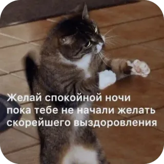 😴 Желай спокойной ночи пока тебе не начали желать скорейшего выздоровления cat, meme, humor, funny, russian, animal, night telegram sticker