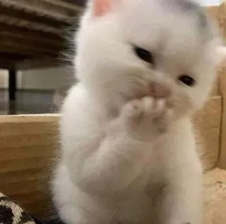 🐾 gatito, gato, lindo, blanco, animal, mascota, bebé telegram sticker
