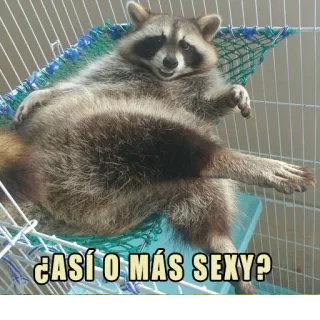 😏 ¿ASÍ O MÁS SEXY? rakun, lucu, seksi, binatang, meme whatsapp sticker