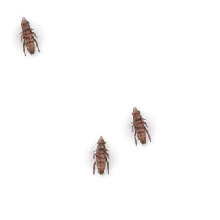 🐜 telegram sticker