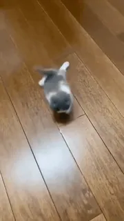 🏃♂️ котёнок, кошка, животное, питомец, милый, игривый, очаровательный, домашнее животное telegram sticker
