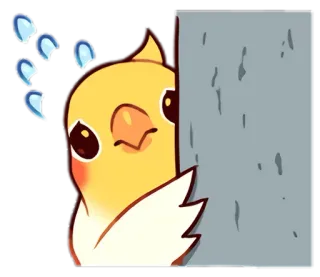 😨 pássaro, espiar, calopsita, fofo, amarelo, animal, animal de estimação telegram sticker