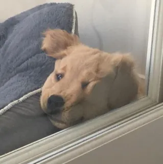 😔 dog, puppy, golden retriever, pet, animal, cute, domestic animal telegram sticker