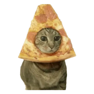 😶 cat, pizza, animal, food, cute, funny, pet telegram sticker