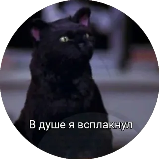 😞 В душе я всплакнул 猫, 黒, ロシア, ミーム telegram sticker