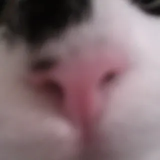 👃 Katze, Tier, Nahaufnahme, Nase, Haustier whatsapp sticker