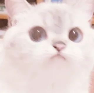 🐈 kot, słodki, biały kot, kociak, zwierzę domowe, zwierzę, puszysty telegram sticker