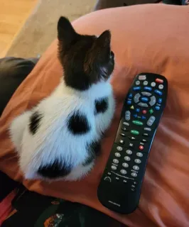 🐱 kucing, anak kucing, remote control, hitam putih, hewan peliharaan, hewan peliharaan, rumah, hiburan telegram sticker